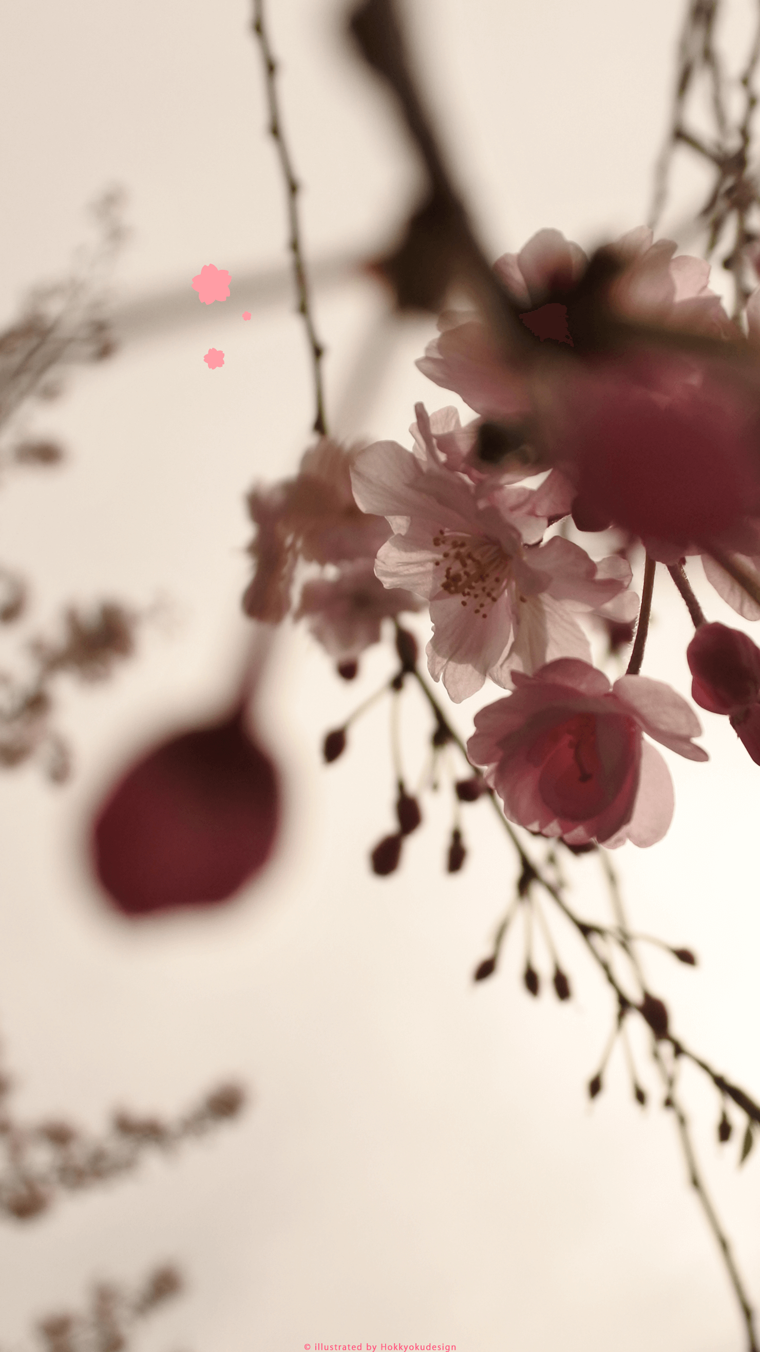 iPhone、Android用桜の壁紙