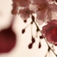 日本の壁紙　桜 iPhone壁紙